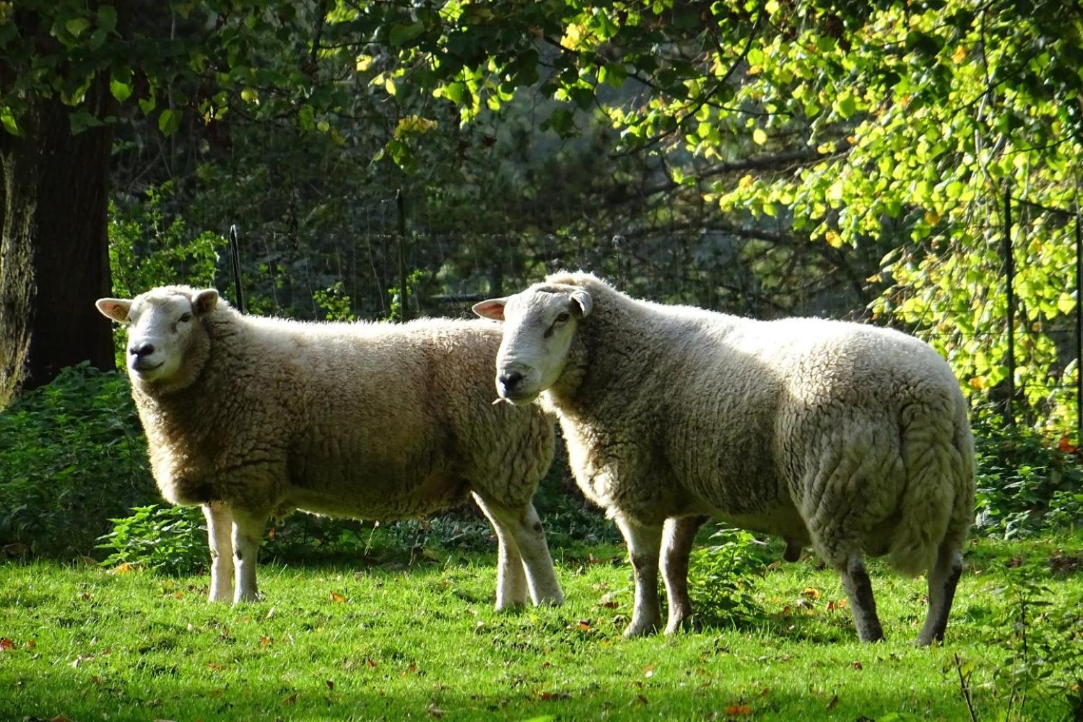 Aux Bois Dorés de la Ferme de sorval, animaux de la ferme, fitness Selvigny Esterno foto