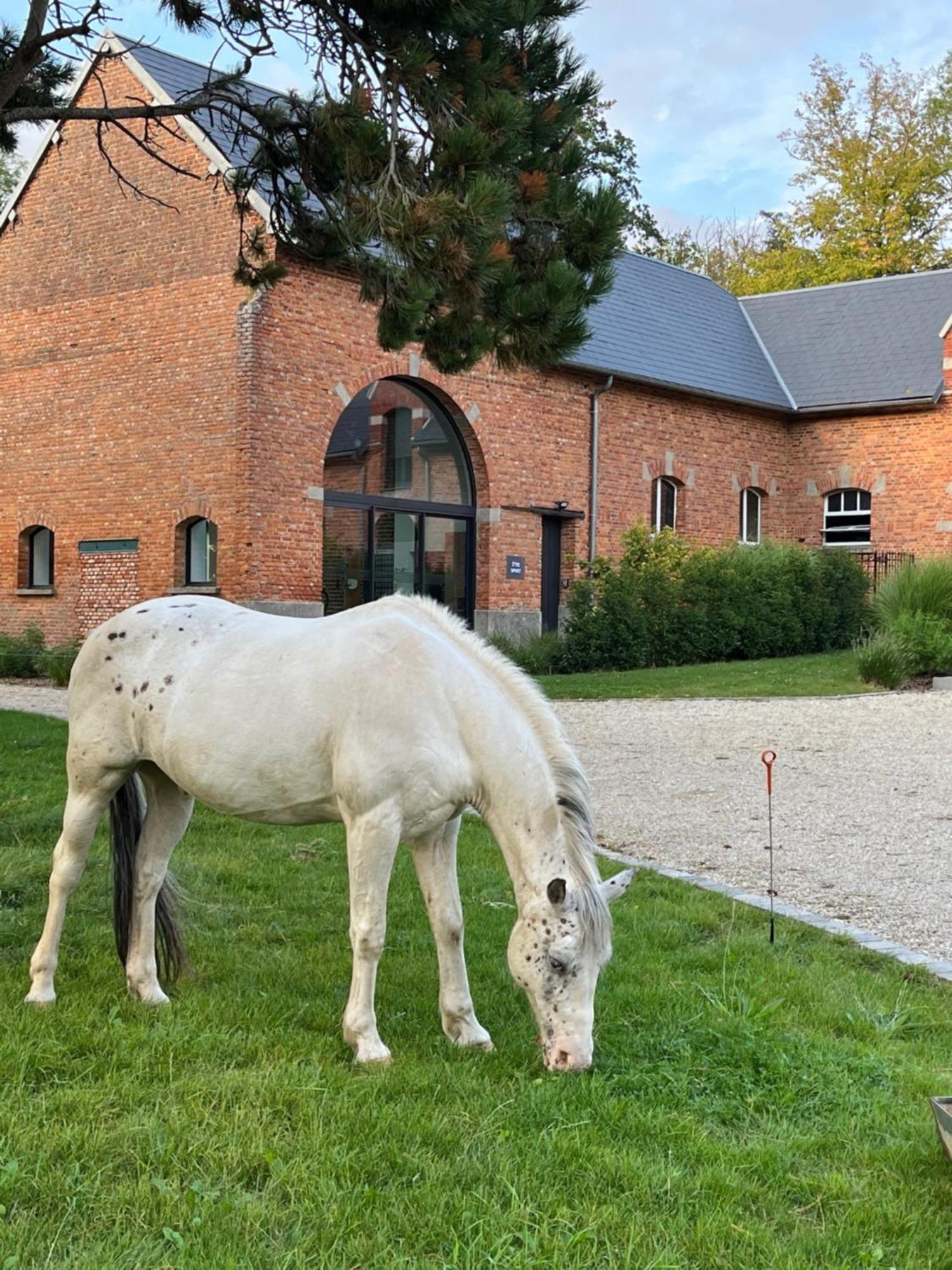 Aux Bois Dorés de la Ferme de sorval, animaux de la ferme, fitness Selvigny Esterno foto